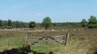 Rondje Maarheeze 8