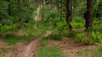 Leenderbos...4