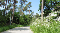 Hoogeloon 4