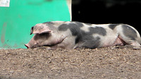 Strabrechtse - Heide 2