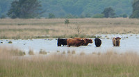 Strabrechtse - Heide 7