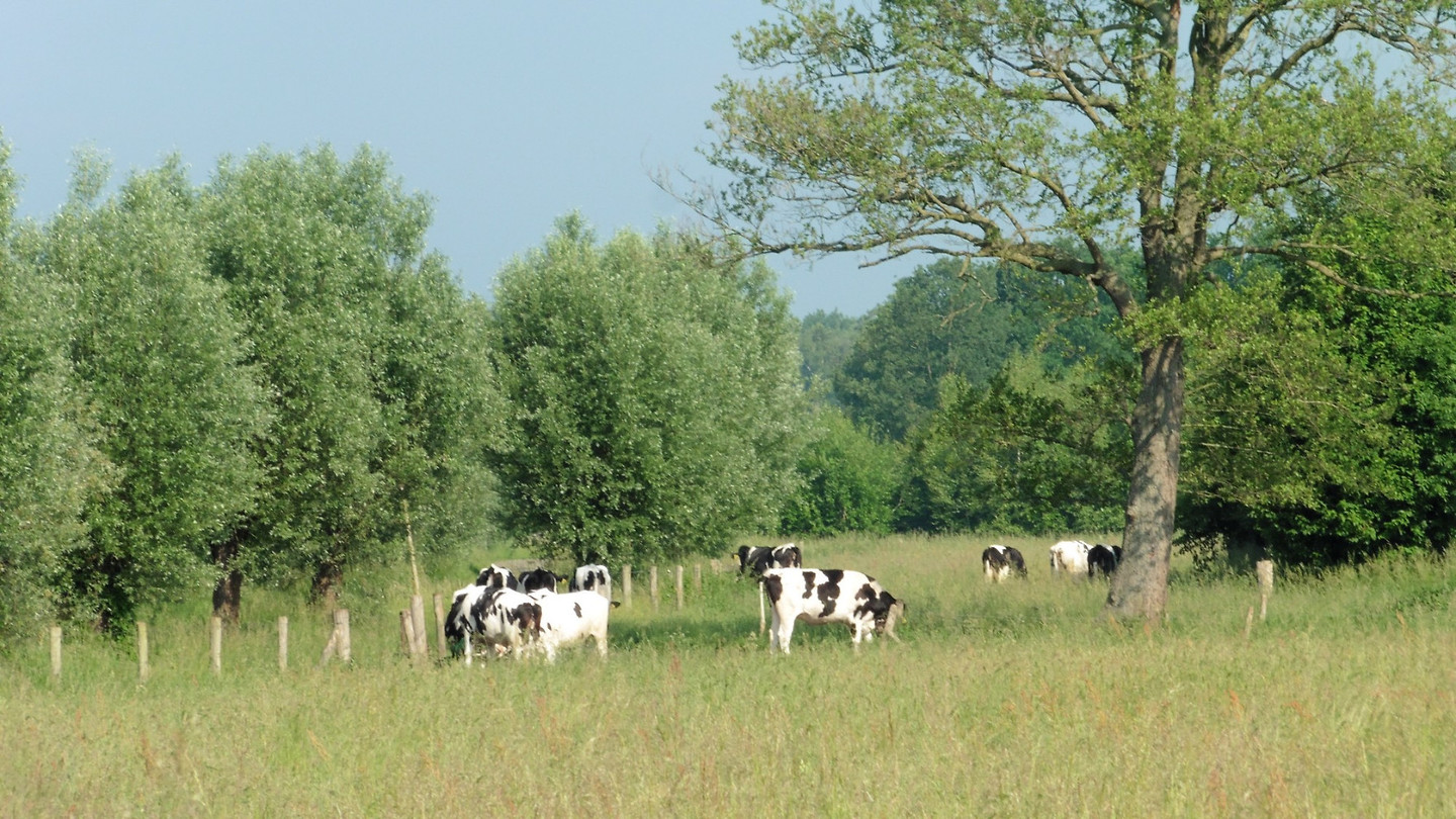 Boevenheuvel 25-05-2018 ..3