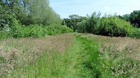 Vennen wandeling  ( De Vest ) 15 km 1