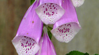 Grote Heide 4