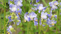 Bloemen tuin De Immenhof 2