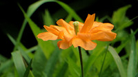 Bloemen tuin De Immenhof 3