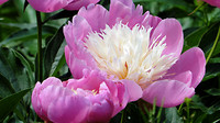 Bloemen tuin De Immenhof 4