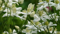 Bloemen tuin De Immenhof 5