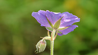 Bloemen tuin De Immenhof 6