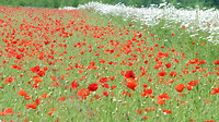 Bloemen tuin De Immenhof 9