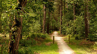 westerhoven 3