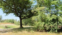 grote heide 27-06-2018..2