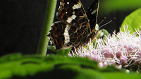 Grote Heide Geldrop 2