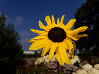 bloemen en Bijentuin 1