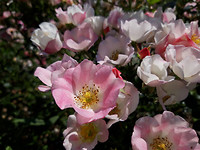 bloemen en Bijentuin 6
