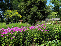 bloemen en Bijentuin 7