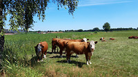 Boevenheuvel   4