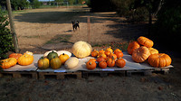 riethoven wandelen...3