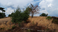 leenderbos- leenderstrijp  5