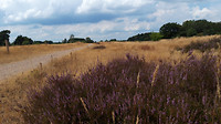 leenderbos- leenderstrijp  7