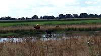 Soerendonk - Gastel 7