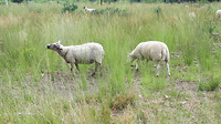 leenderbos - strijp 1