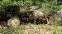 leenderbos - schapen 1