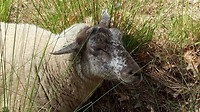 leenderbos - schapen 2