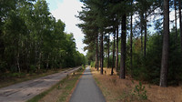 leenderbos - schapen 4