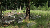 leenderbos - schapen 6