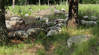 leenderbos - schapen  7