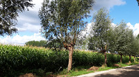 Riethoven wandelen 1