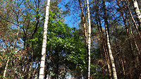 Wandelen Riethoven 10.5 km 3