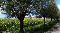 Wandelen Riethoven 10.5 km 4