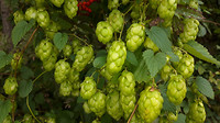 wandelen langs de Dommel 1
