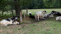 wandelen langs de Dommel 5
