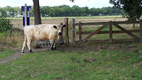 wandelen langs de Dommel 6