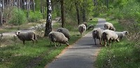 strabrechtse hei 1
