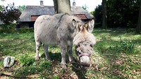 strabrechtse hei 4