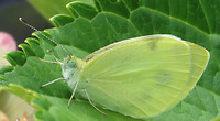 000596a