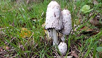 IMG_100063