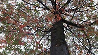 IMG_100066