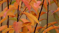 IMG_100074