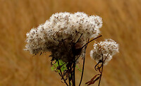IMG_100075