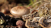 IMG_100082a