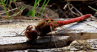 IMG_100084b