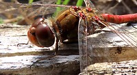 IMG_100084d
