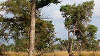 IMG_100087