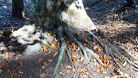 IMG_100106