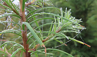 IMG_100247a